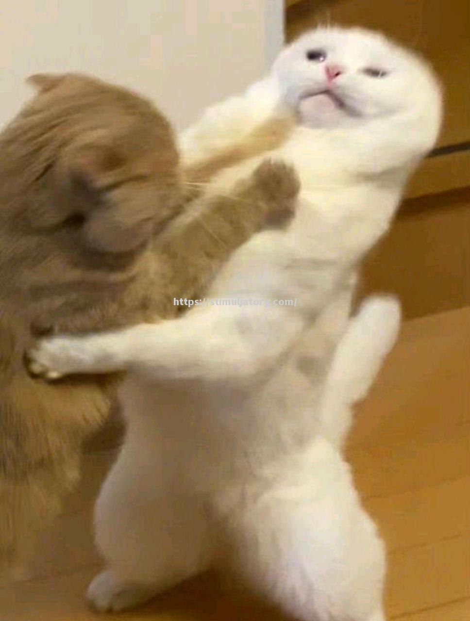 纷呈对决,红火比赛精彩绝伦 纷呈对决,红火比赛精彩绝伦