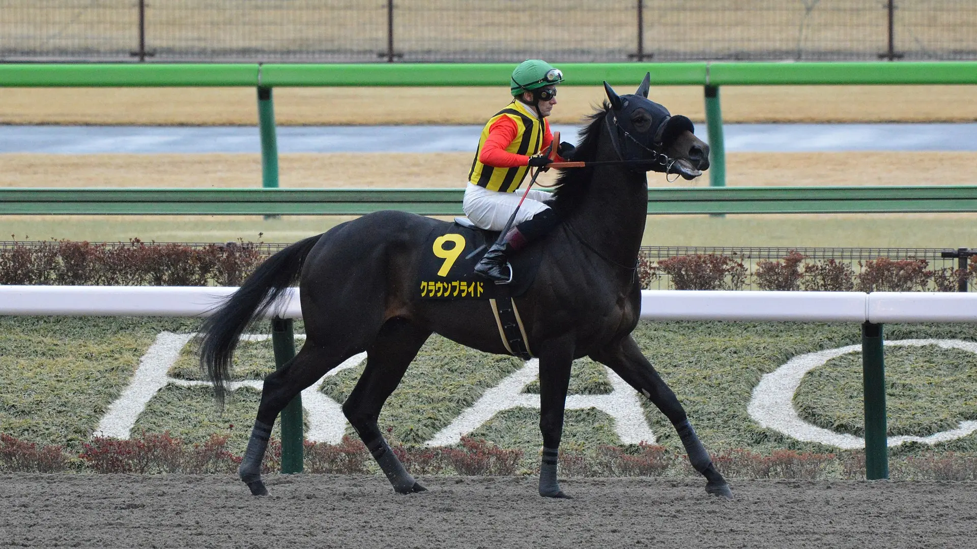 沙特马术选手稳定发挥勇夺第一名 沙特马术选手稳定发挥勇夺第一名
